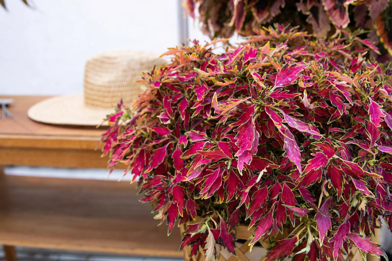 El Brighto Coleus (Coleus scutellarioides) — Foliage has purple and red centers with yellow margins; introduce your plants slowly to outdoor, image 24