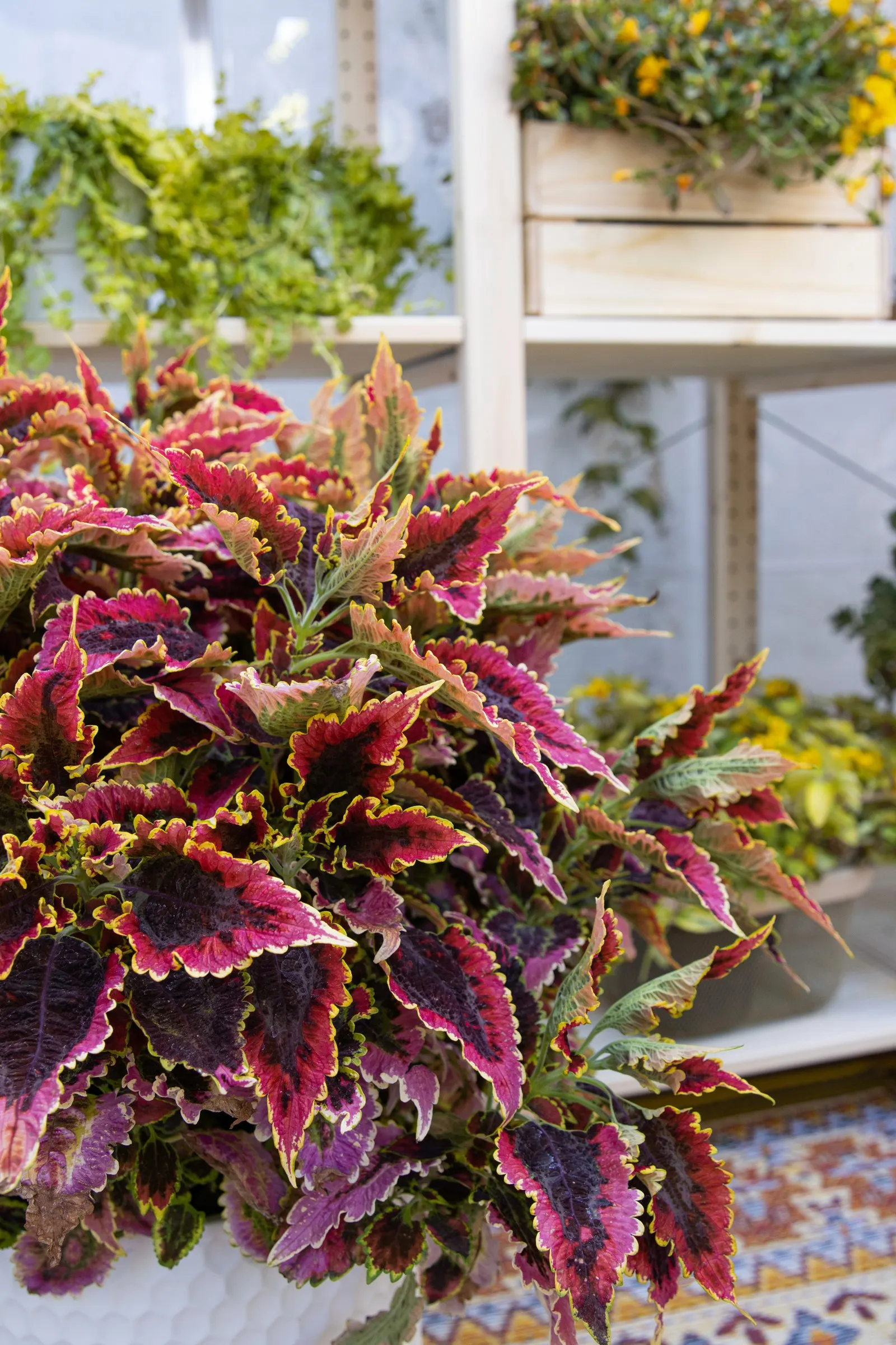 El Brighto Coleus (Coleus scutellarioides) — Introduce your plants slowly to outdoor conditions in spring; treat for disease and insects before bringing plants