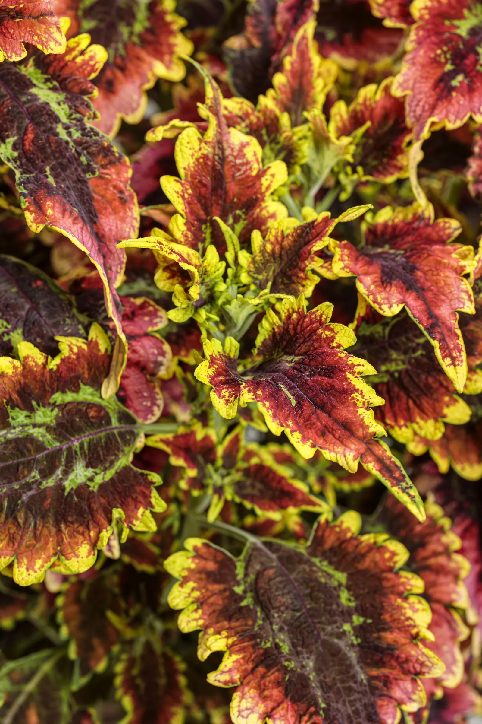 El Brighto Coleus (Coleus scutellarioides) — Many people feel that coleus look best before they flower; bring Plants indoors before frost damages, image 36
