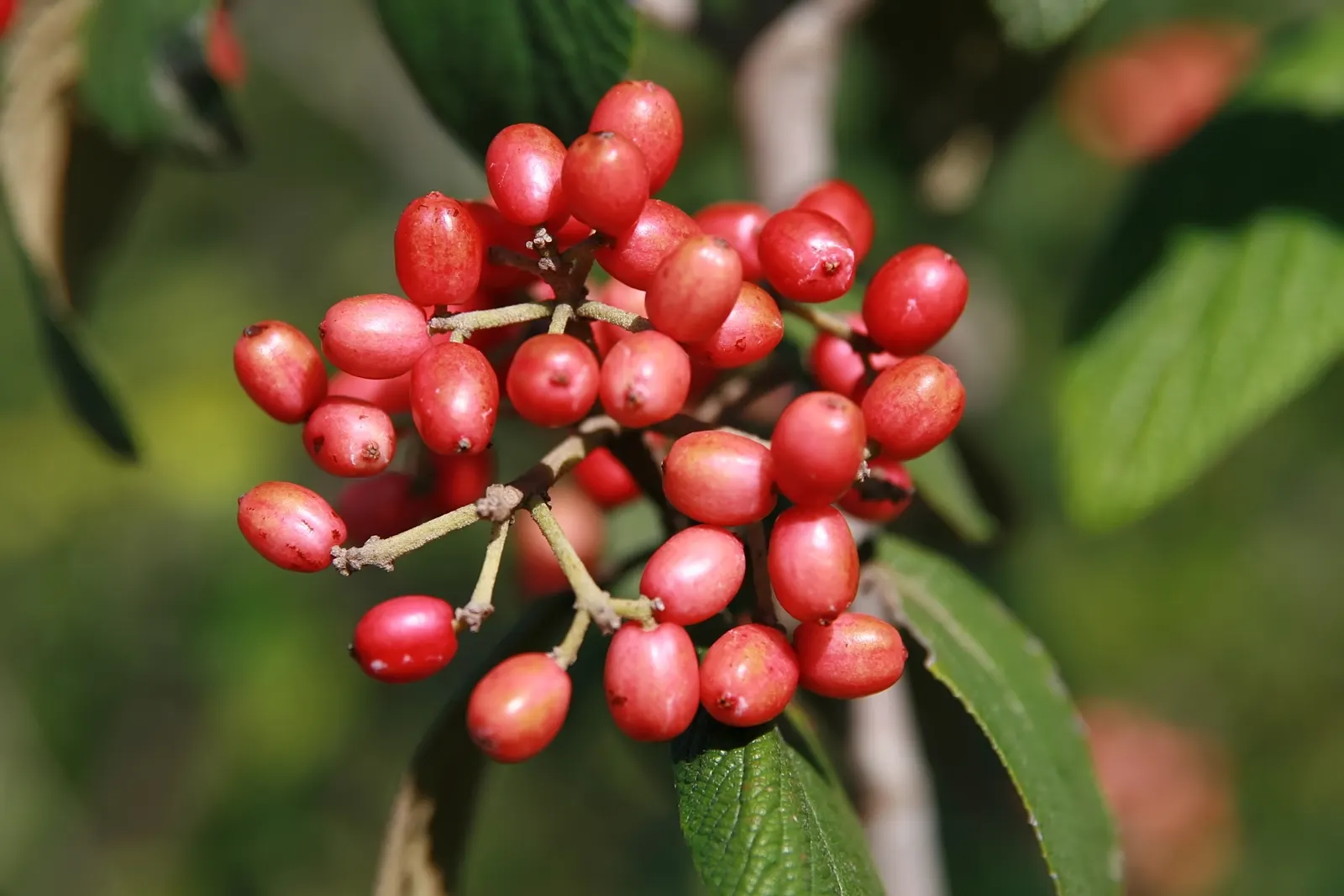 Willowwood Viburnum (Viburnum X Rhytidophyllum 'Willowwood') — Ideal for screens or hedges