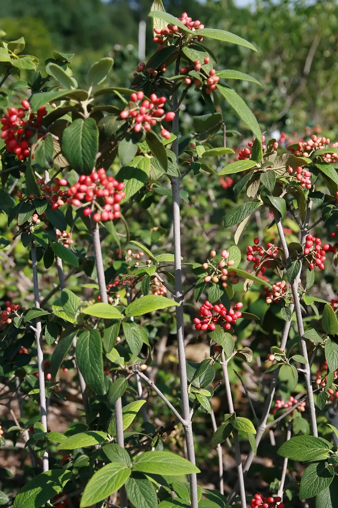 Willowwood Viburnum (Viburnum X Rhytidophyllum 'Willowwood') — followed by red-to-black fruit