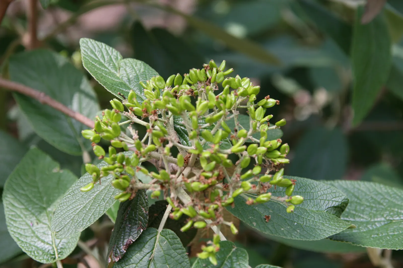 Willowwood Viburnum (Viburnum X Rhytidophyllum 'Willowwood') — Growing to a height of 8-10 feet with a spread roughly the same