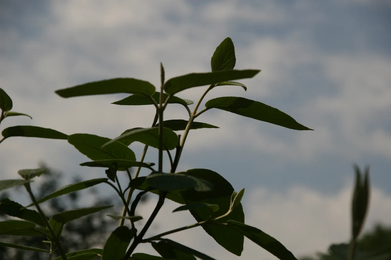 Willowwood Viburnum (Viburnum X Rhytidophyllum 'Willowwood') — The Willowwood Viburnum (Viburnum x rhytidophyllum 'Willowwood') is a captivating hybrid shrub