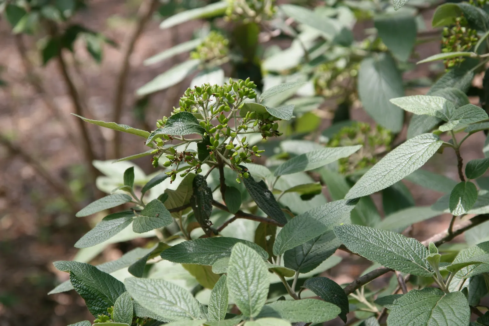 Willowwood Viburnum (Viburnum X Rhytidophyllum 'Willowwood') — leathery evergreen foliage