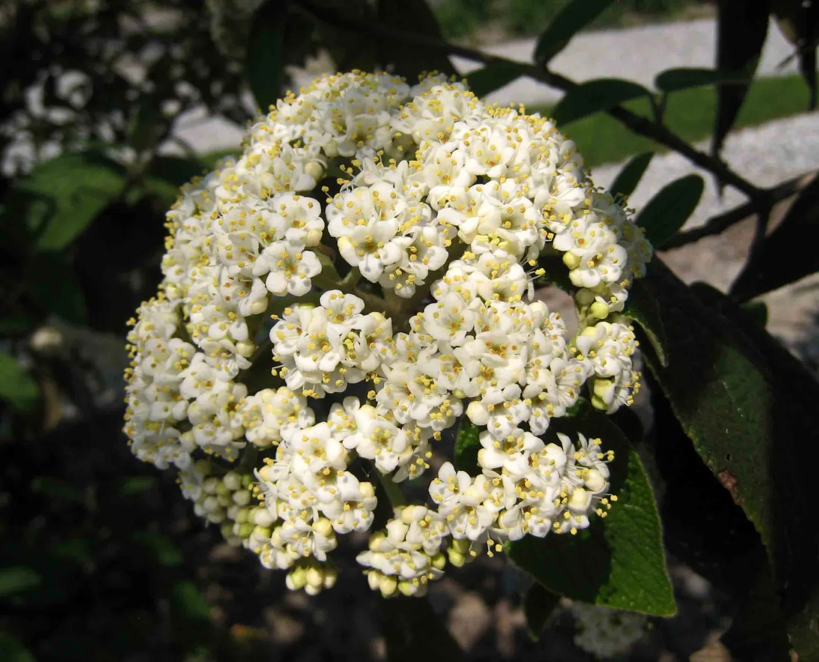Willowwood Viburnum (Viburnum X Rhytidophyllum 'Willowwood') — fragrant flowers in spring