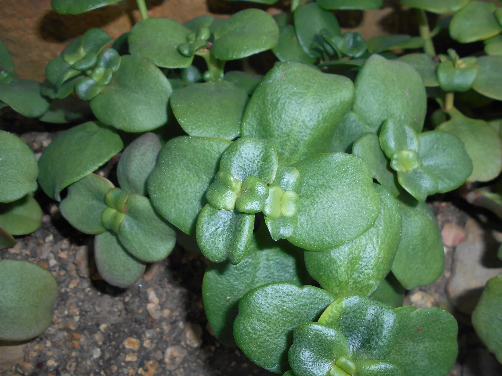 Fairy Crassula (Crassula Multicava) — While it thrives in well-drained soil