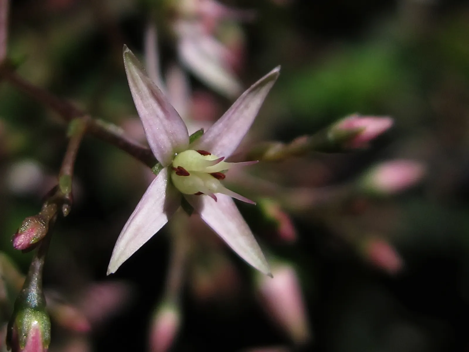 Fairy Crassula (Crassula Multicava) — is an evergreen succulent offering a lush; star-shaped flowers bloom in clusters above the foliage in winter to early