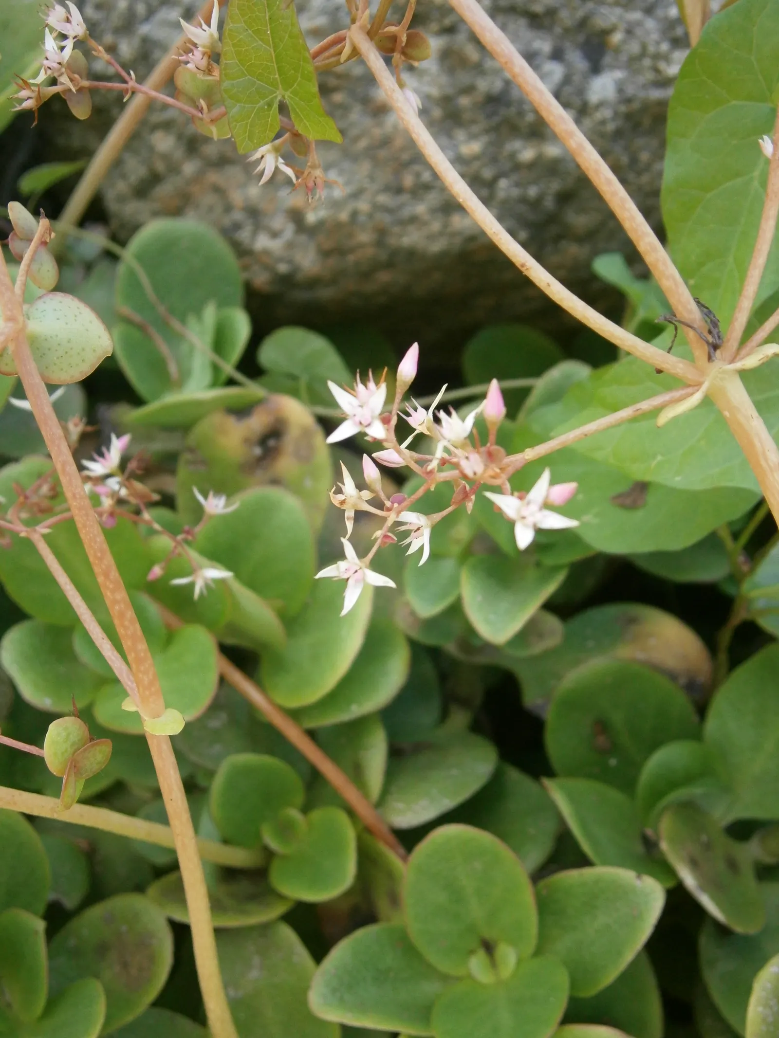 Fairy Crassula (Crassula Multicava) — With a height of 6 to 12 inches and a spread of 24 to 30 inches, its thick, flat leaves create a dense mat, image 55