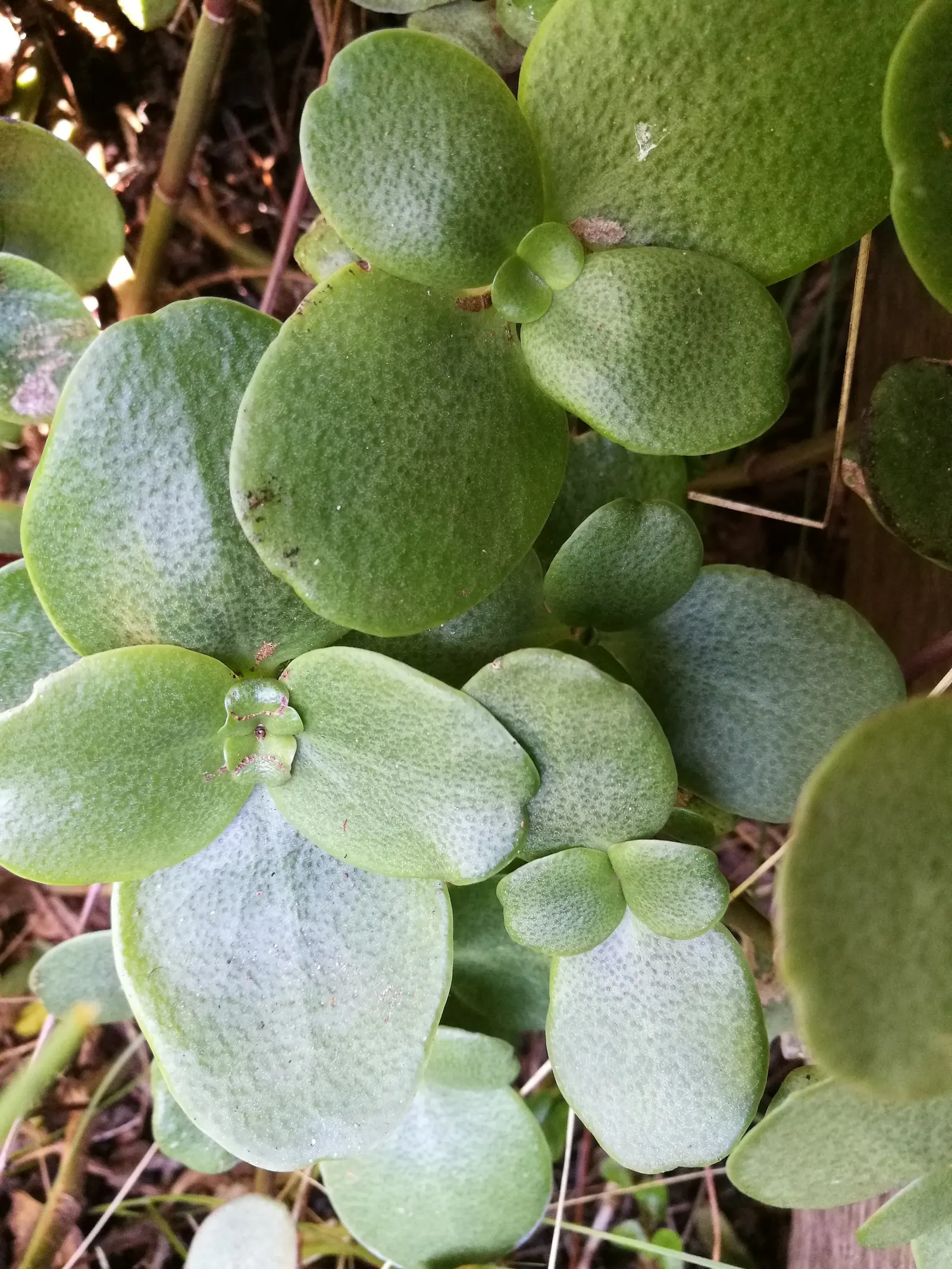 Fairy Crassula (Crassula Multicava) — star-shaped pink or white flowers bloom profusely in late winter to early spring
