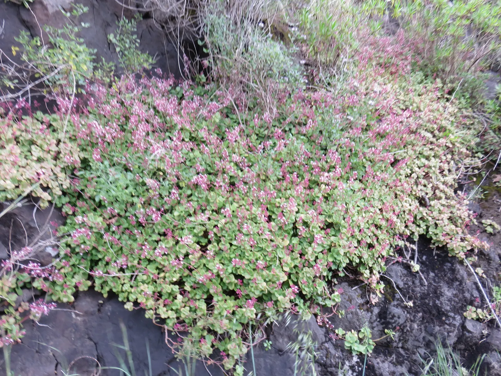 Fairy Crassula (Crassula Multicava) — is a versatile and low-maintenance succulent groundcover that provides a lush; it requires minimal water once, image 59