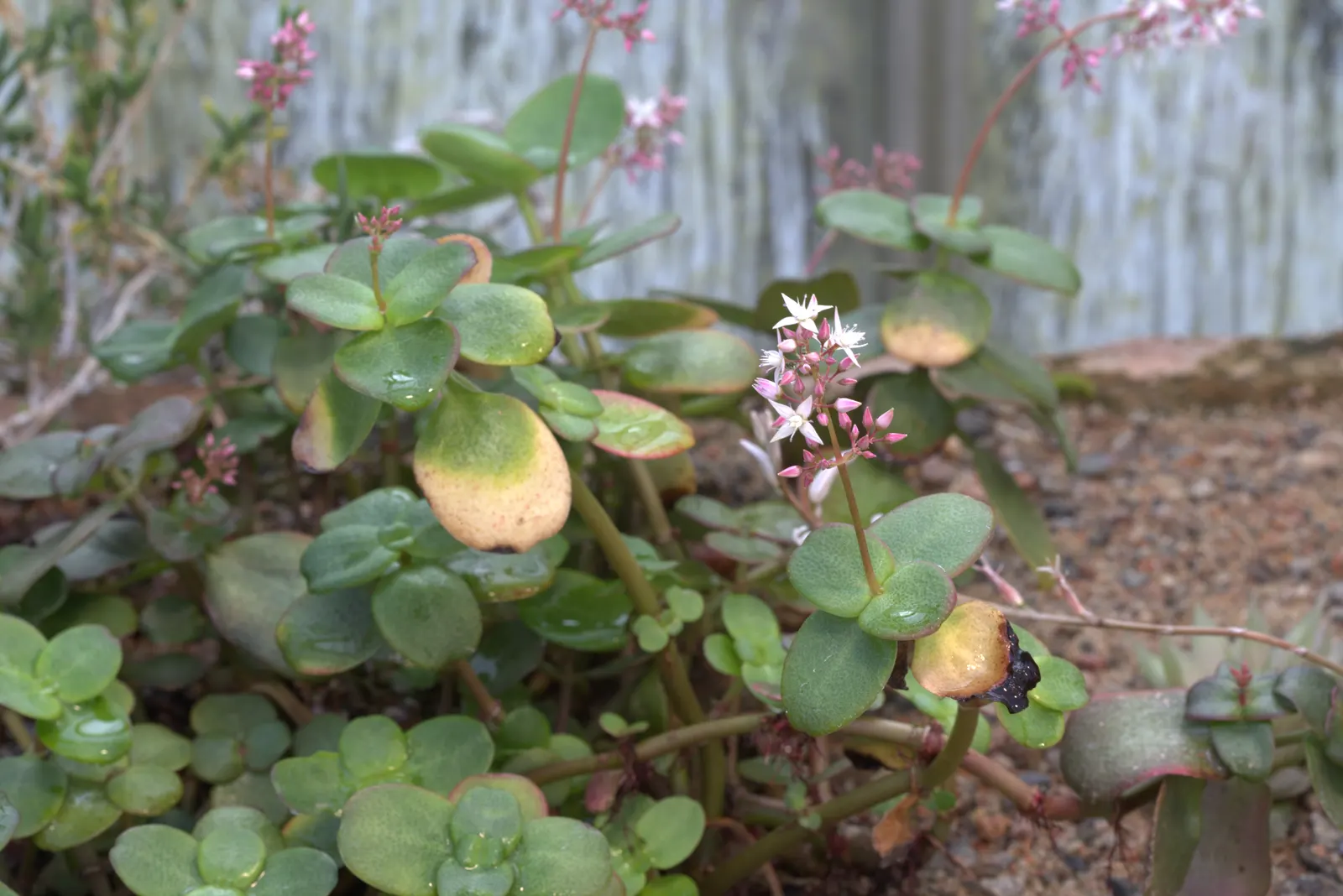 Fairy Crassula (Crassula Multicava) — Drought-tolerant once established, it thrives in well-drained soil and full to partial sun; scientifically, image 57