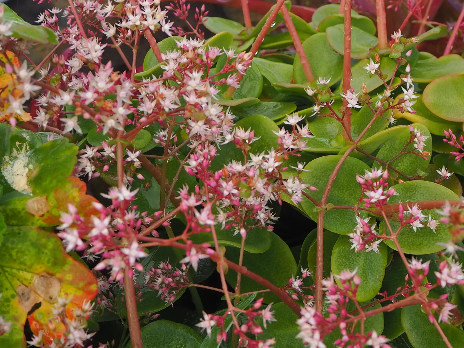 Fairy Crassula (Crassula Multicava) — showcasing its adaptability.<br><br>Tiny