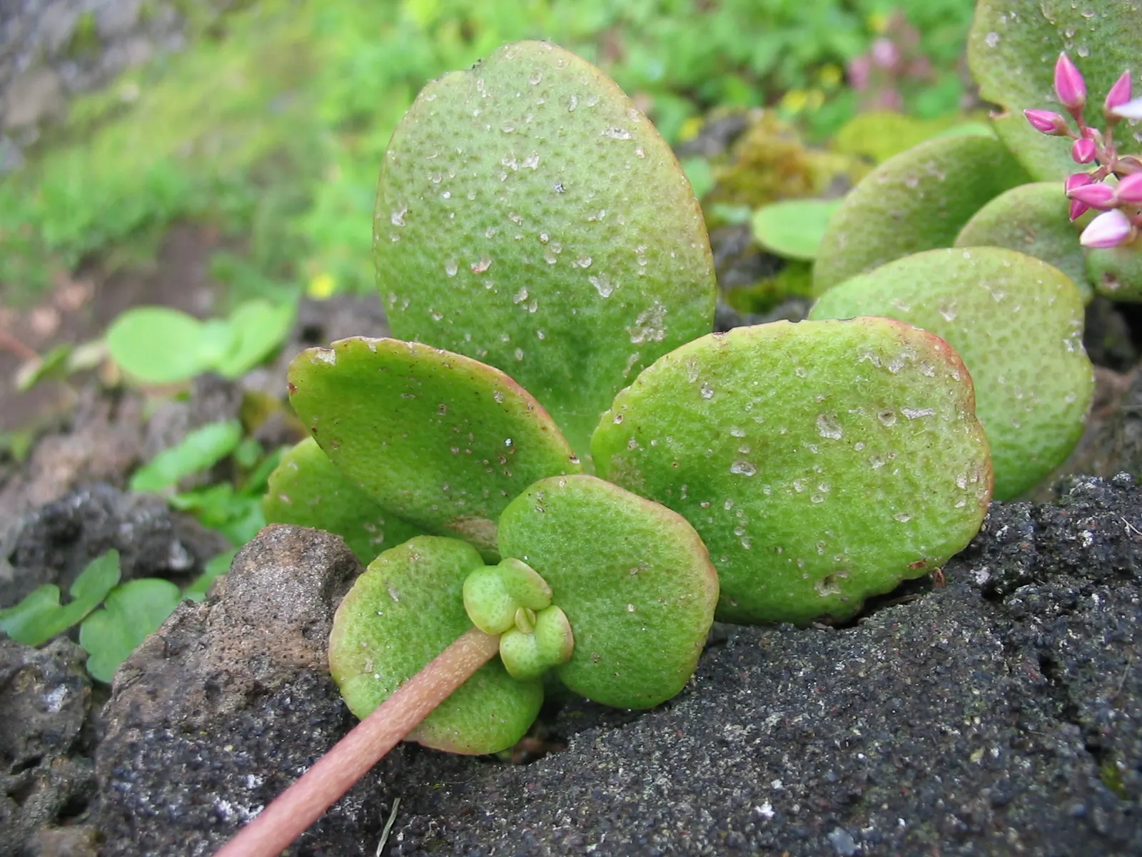 Fairy Crassula (Crassula Multicava) — <br><br>Whether used as a border; low-maintenance ground cover
