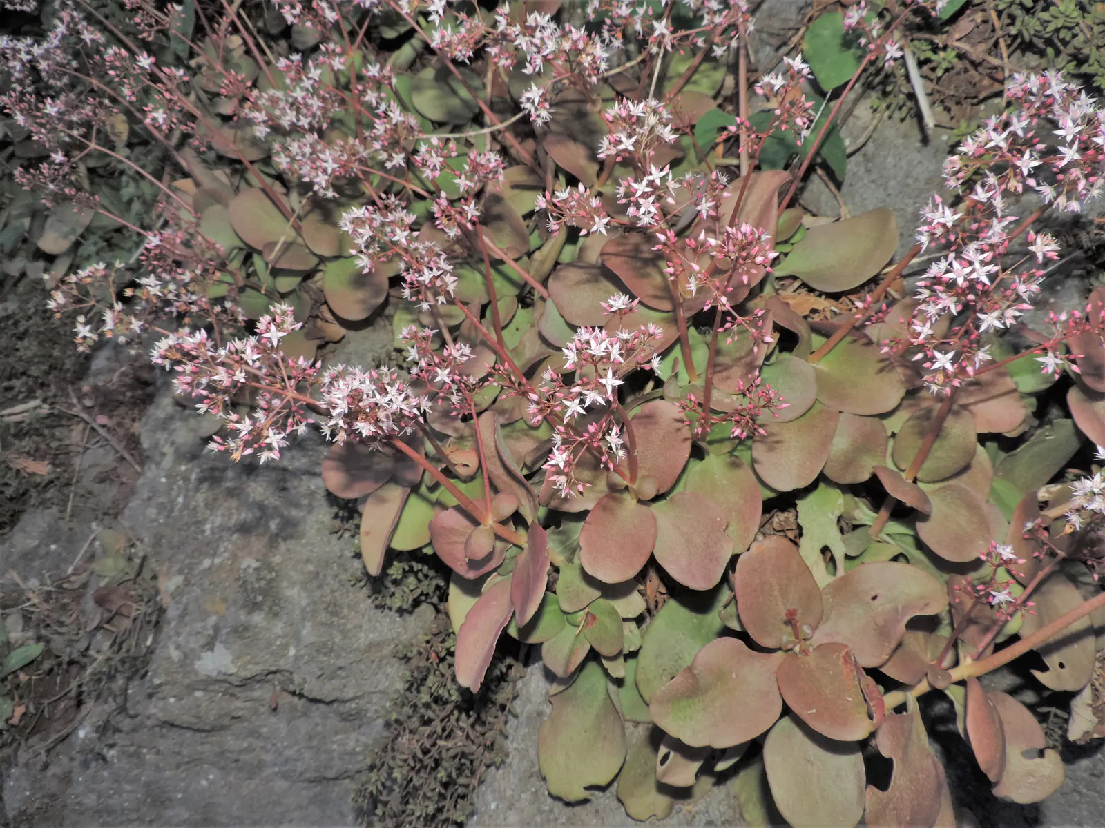 Fairy Crassula (Crassula Multicava) — which should be reduced during the cooler months to prevent root rot; generally needing about 1 inch per week