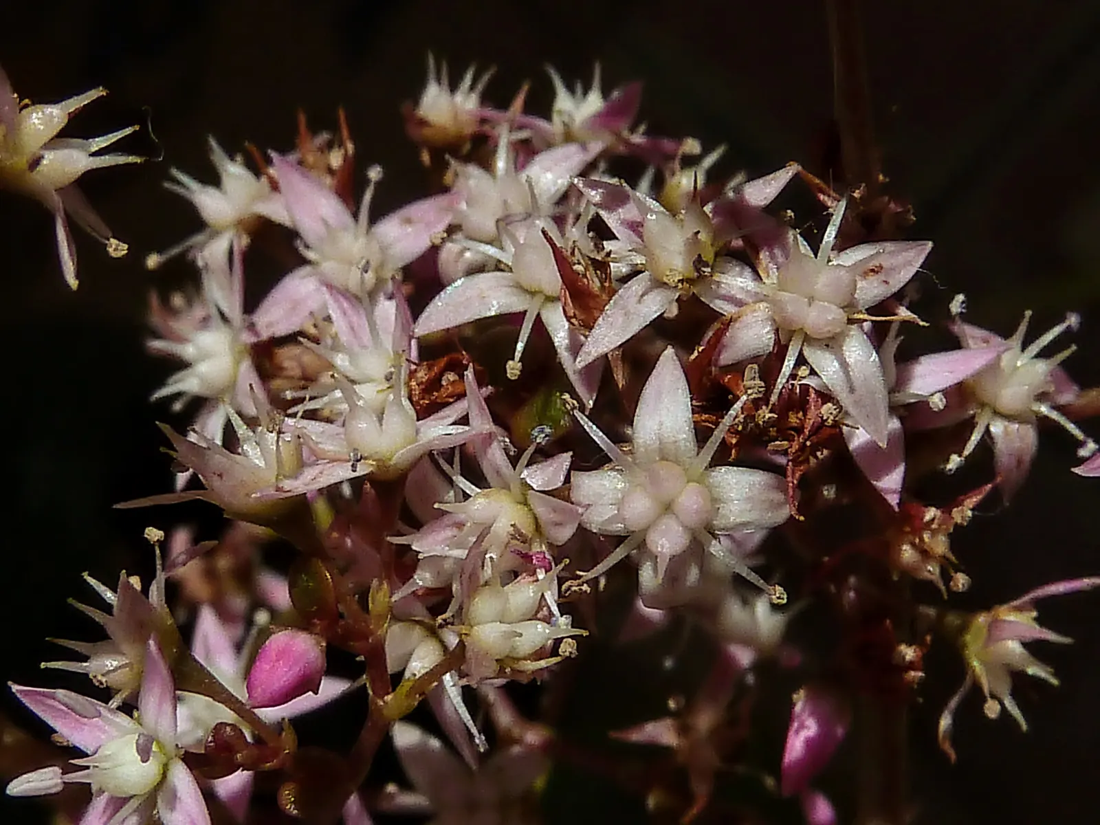 Fairy Crassula (Crassula Multicava) — including drought and poor soils