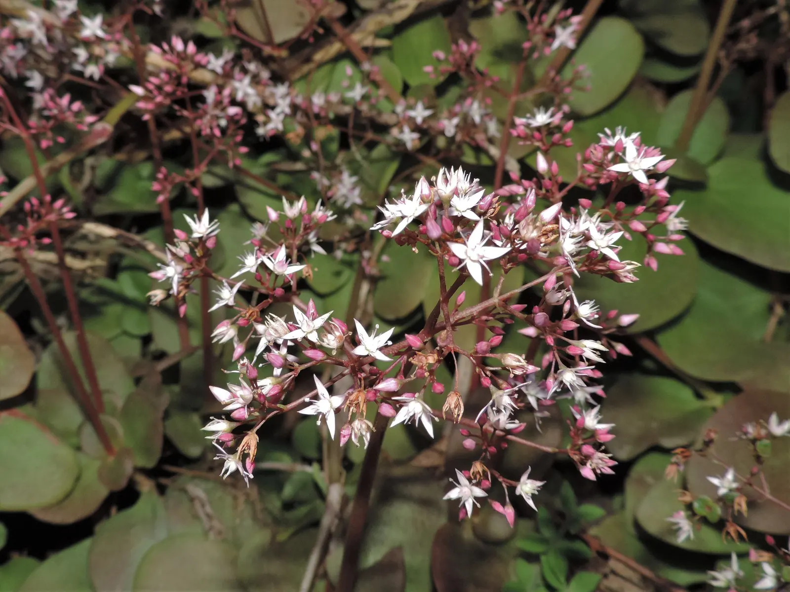 Fairy Crassula (Crassula Multicava) — ground cover / succulent for half