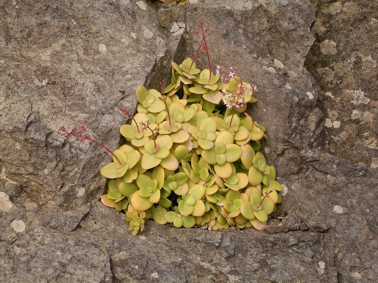 Fairy Crassula (Crassula Multicava) — which should be reduced during the cooler months to prevent root rot