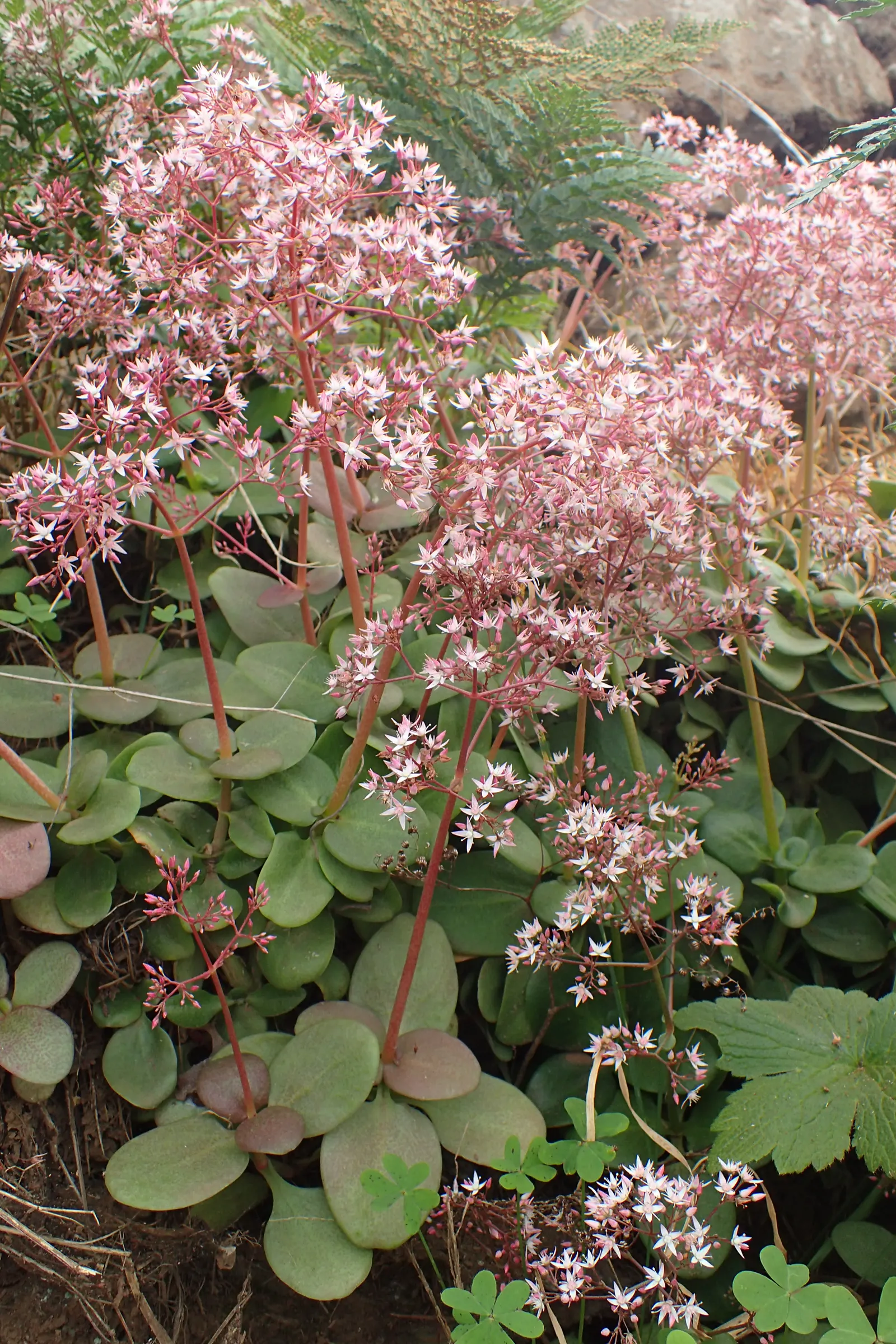 Fairy Crassula (Crassula Multicava) — pink flowers in the garden; originating from South Africa