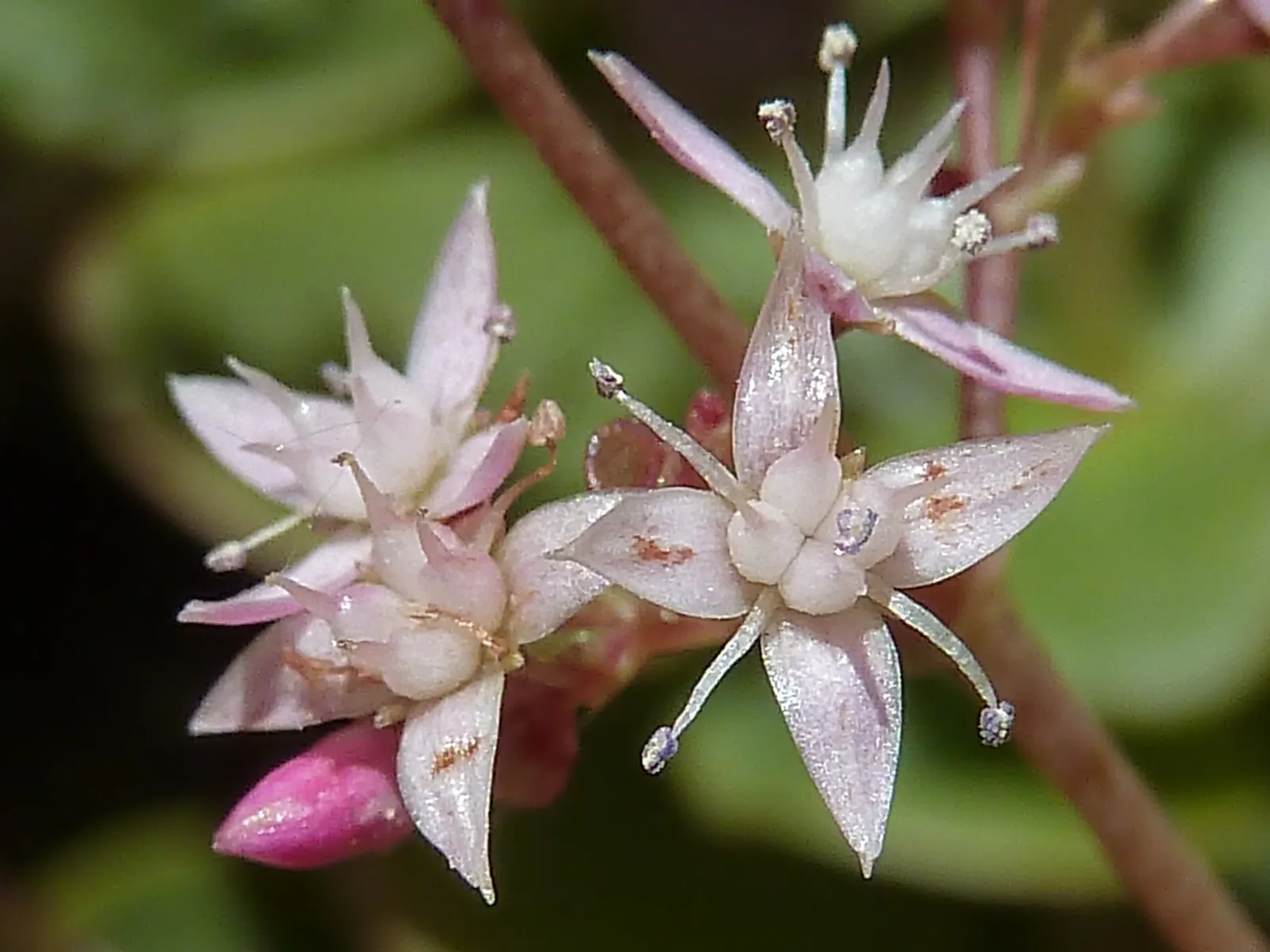 Fairy Crassula (Crassula Multicava) — scientifically known as Crassula multicava; while it thrives in well-drained soil, image 58