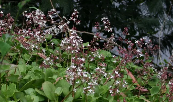 Fairy Crassula (Crassula Multicava) — the Emerald Jade Carpet prefers partial to full sun exposure