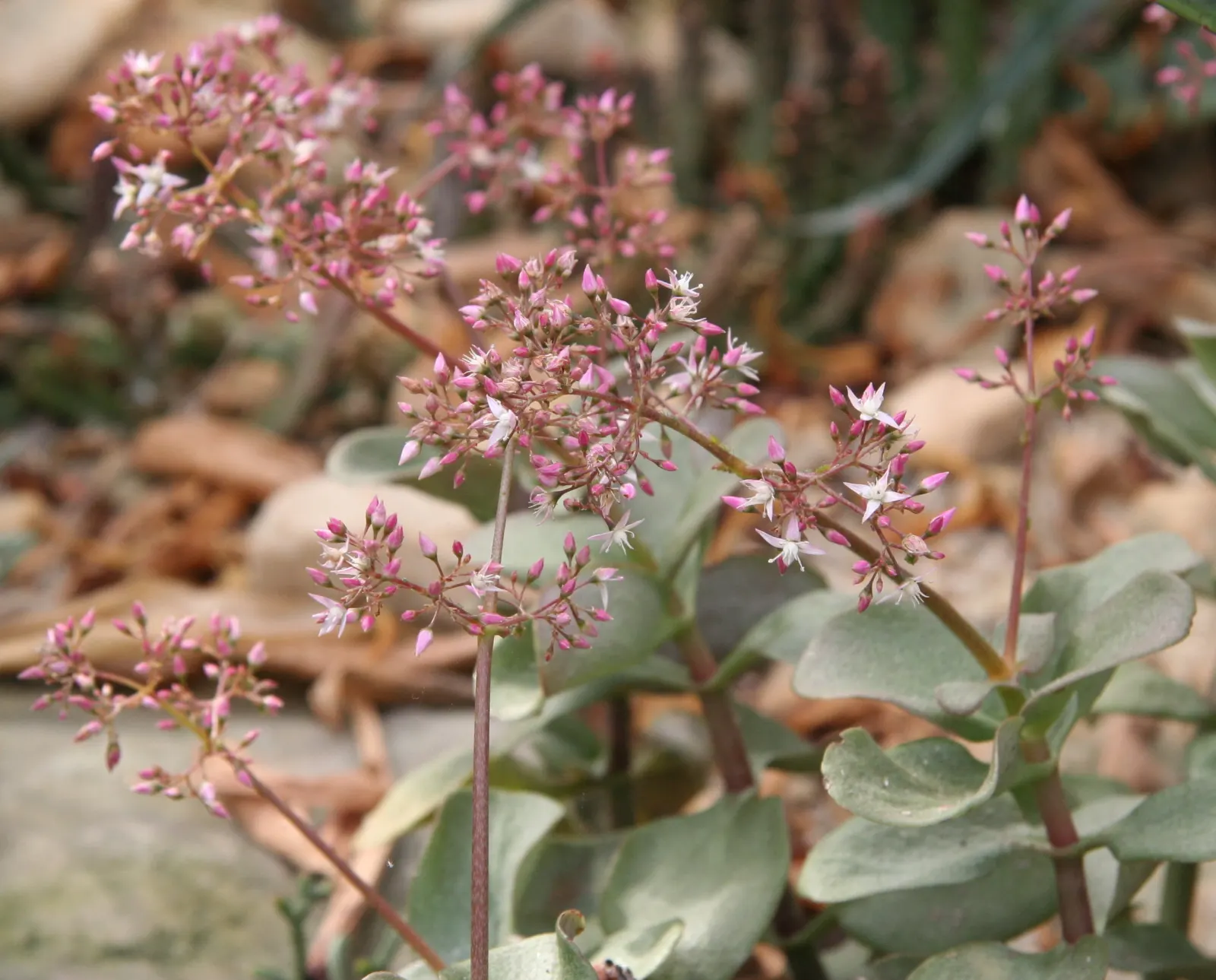 Fairy Crassula (Crassula Multicava) — star-shaped flowers bloom in clusters above the foliage in winter to early spring