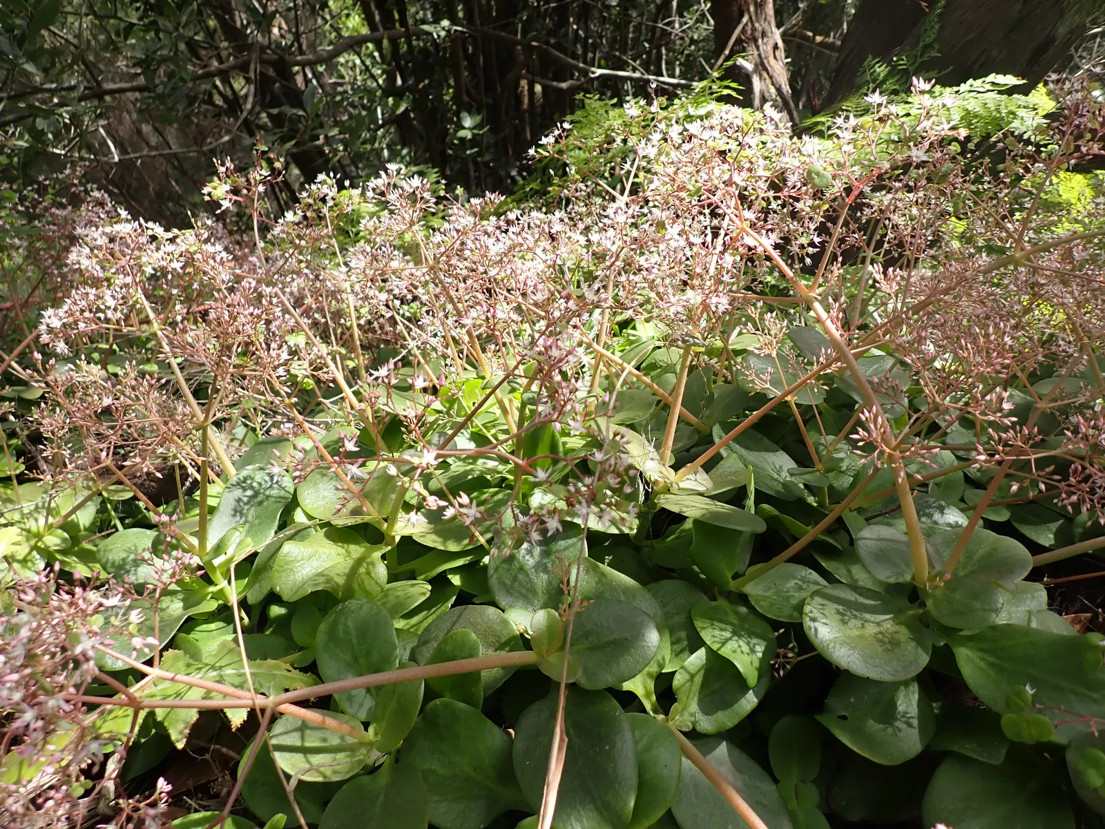 Fairy Crassula (Crassula Multicava) — Drought-tolerant once established, it thrives in well-drained soil and full to partial sun
