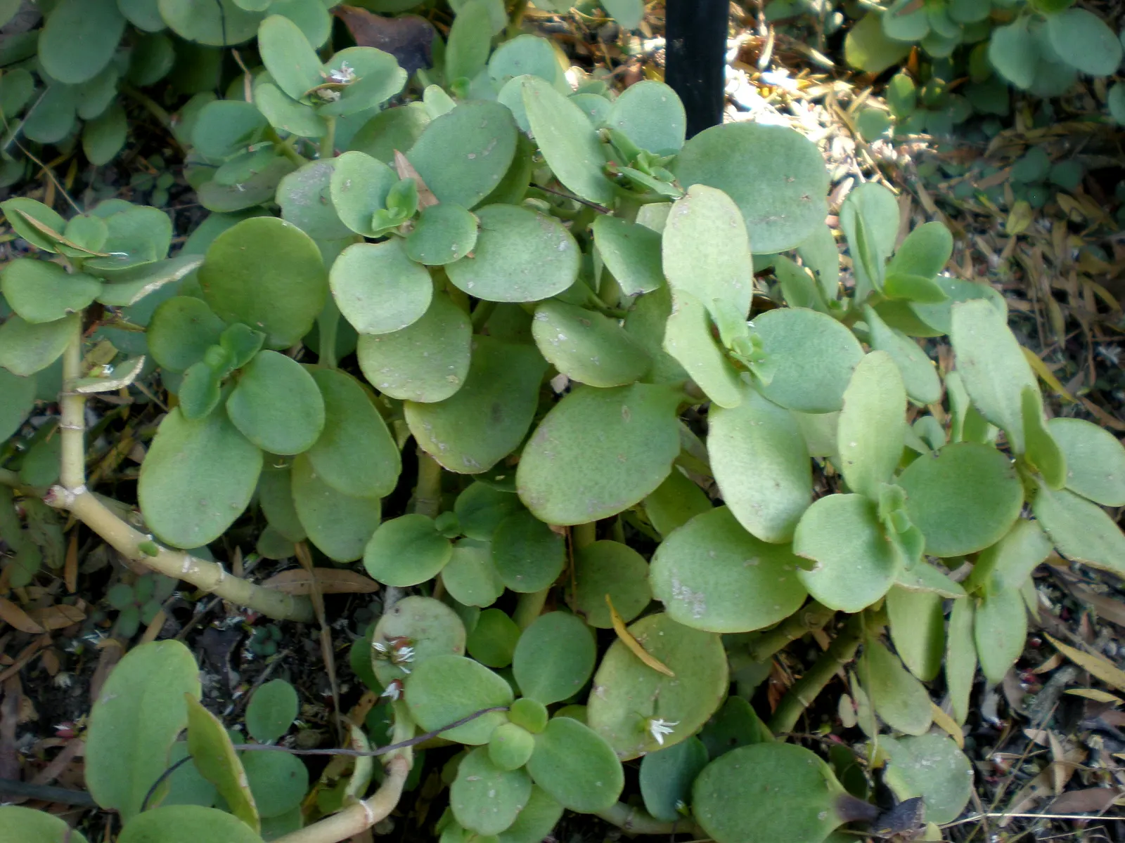 Fairy Crassula (Crassula Multicava) — pink flowers in the garden