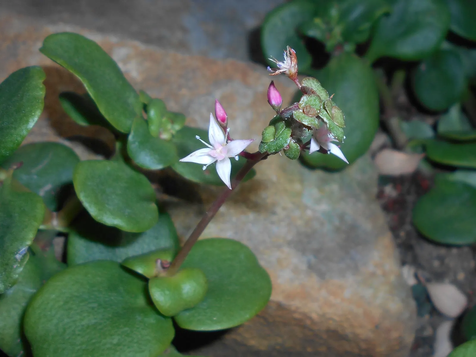 Fairy Crassula (Crassula Multicava) — emerald-green leaves are approximately 1 to 2 inches long with a round to ovate shape