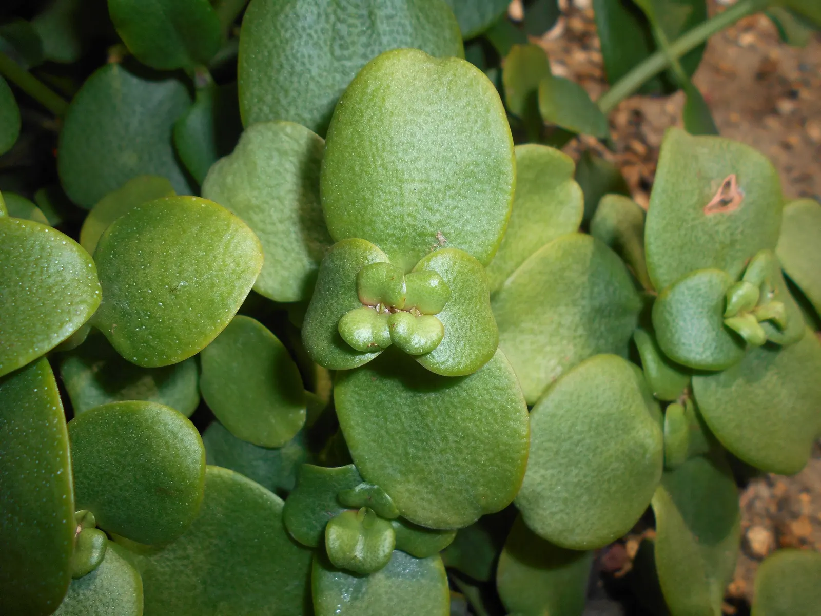 Fairy Crassula (Crassula Multicava) — ground cover / succulent with pink blooms; showcasing its adaptability.<br><br>Tiny