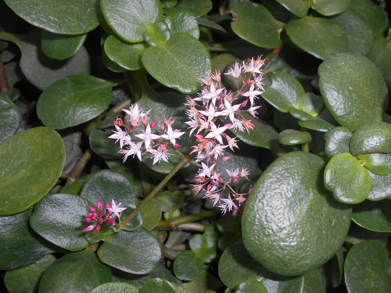 Fairy Crassula (Crassula Multicava) — generally needing about 1 inch per week; it is highly tolerant of various conditions
