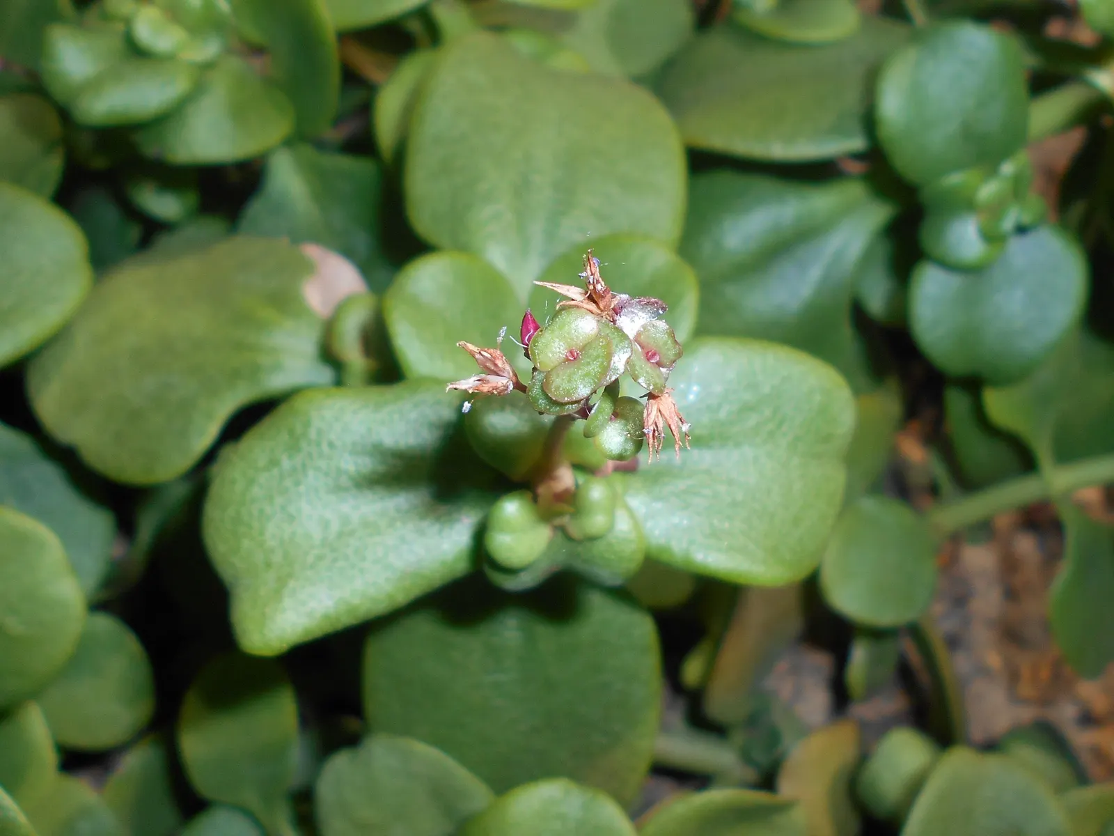 Fairy Crassula (Crassula Multicava) — creating a delightful contrast against the dark foliage