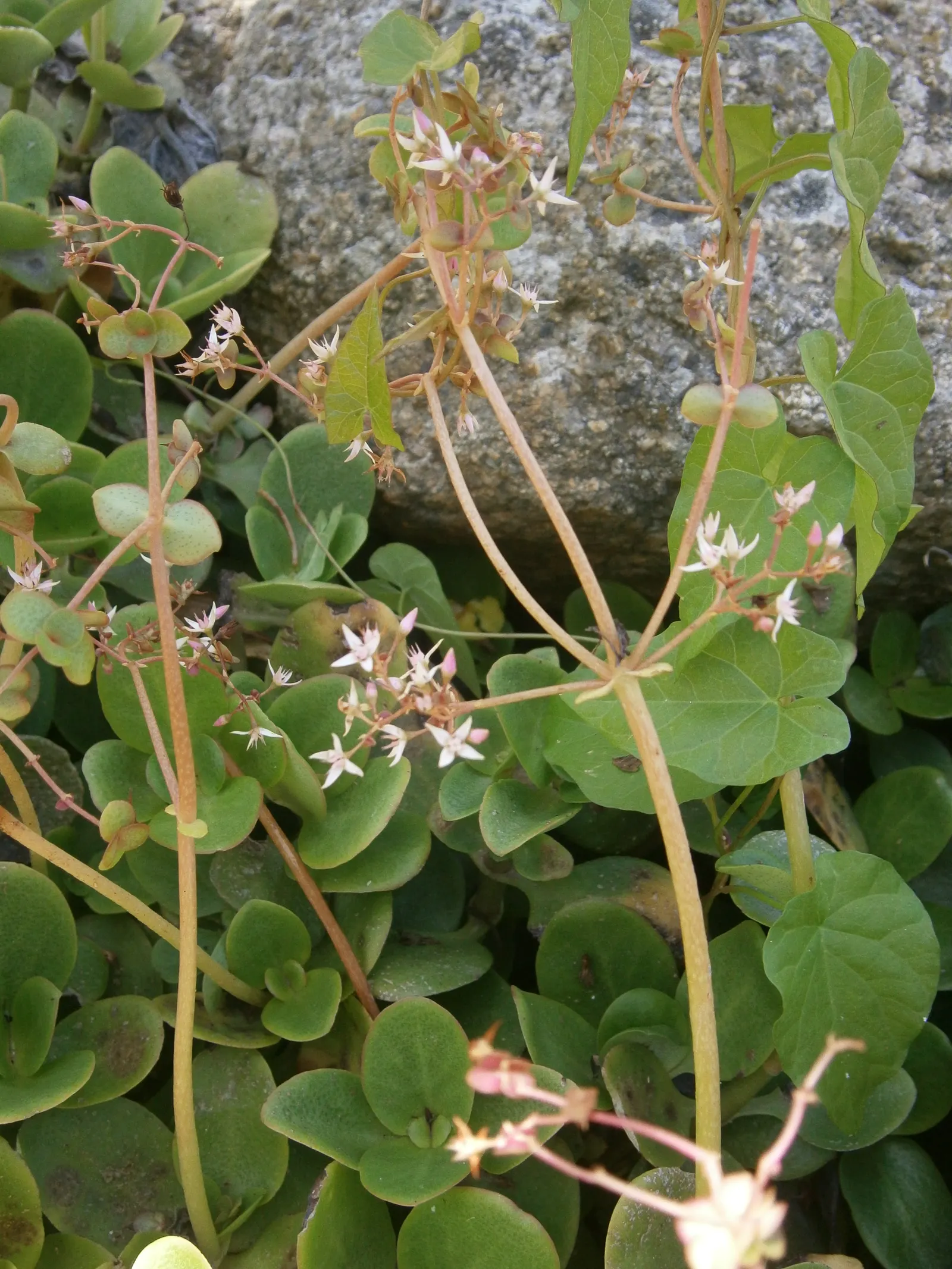 Fairy Crassula (Crassula Multicava) — star-shaped flowers bloom in clusters above the foliage in winter to early spring; ground cover / succulent, image 56