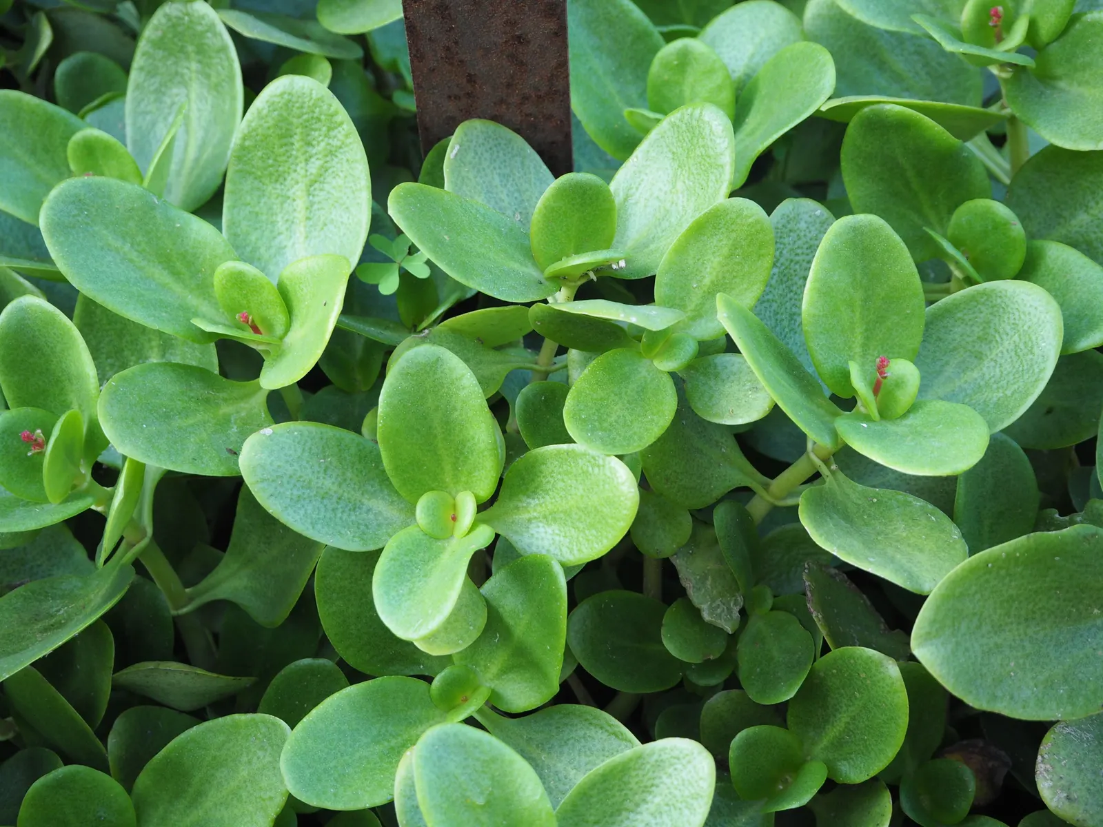 Fairy Crassula (Crassula Multicava) — low-maintenance ground cover; emerald-green leaves are approximately 1 to 2 inches long with a round to ovate, image 54