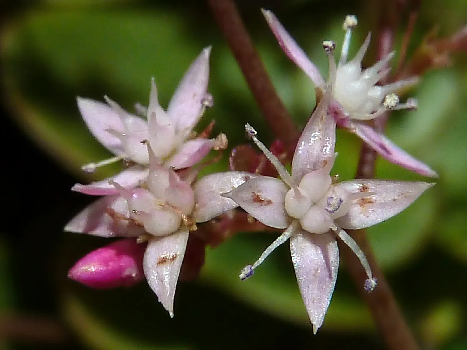 Fairy Crassula (Crassula Multicava) — <br><br>Crassula multicava typically reaches a height of 6 to 12 inches, with a spread of up to 36 inches