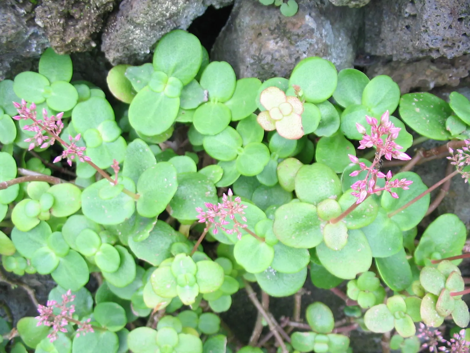 Fairy Crassula (Crassula Multicava) — It requires minimal water once established