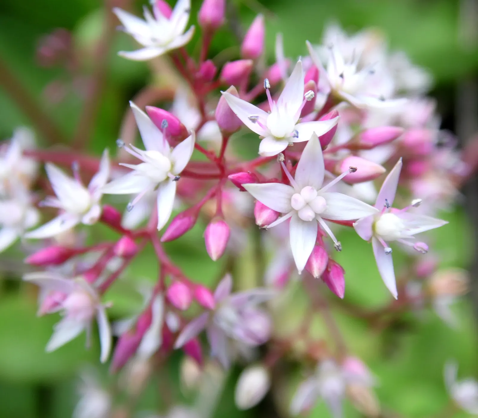 Fairy Crassula (Crassula Multicava) — is an evergreen succulent offering a lush