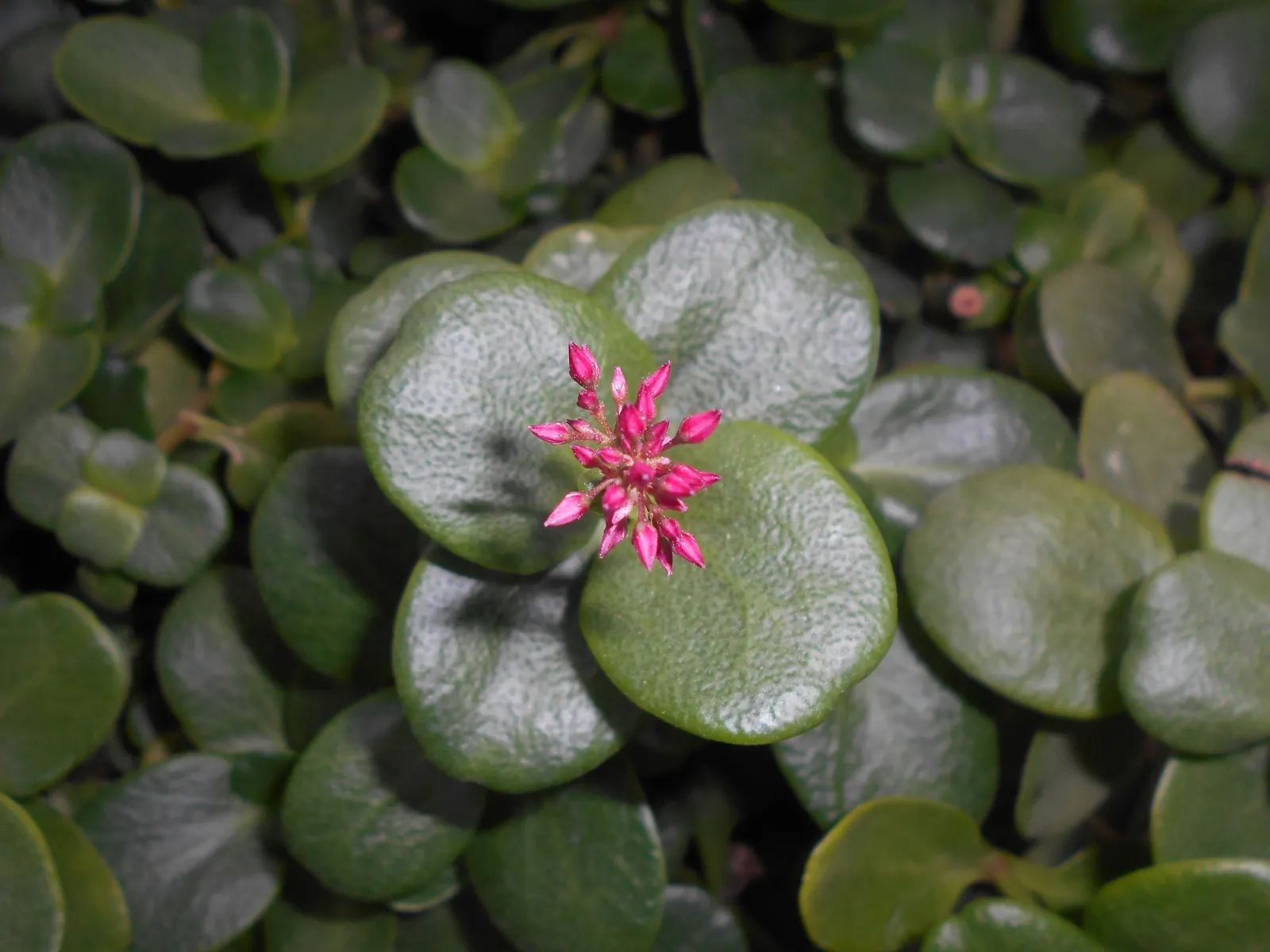 Fairy Crassula (Crassula Multicava) — ground cover / succulent for half; <br><br>Whether used as a border