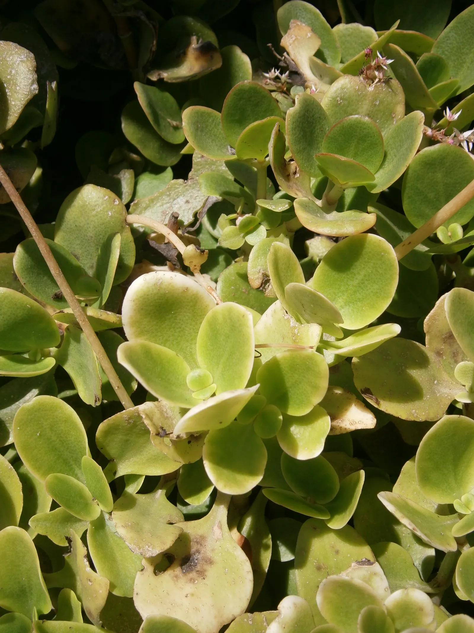 Fairy Crassula (Crassula Multicava) — is a versatile and low-maintenance succulent groundcover that provides a lush