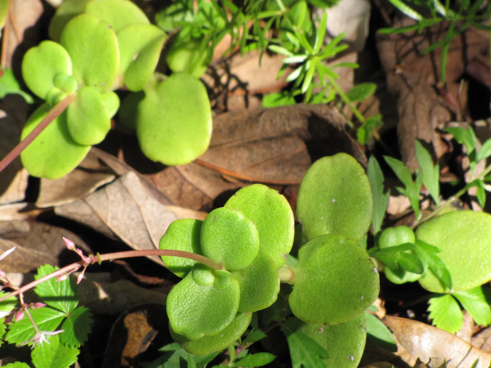 Fairy Crassula (Crassula Multicava) — showcasing its adaptability.<br><br>Tiny; drought-tolerant once established, it thrives in well-drained soil and full to