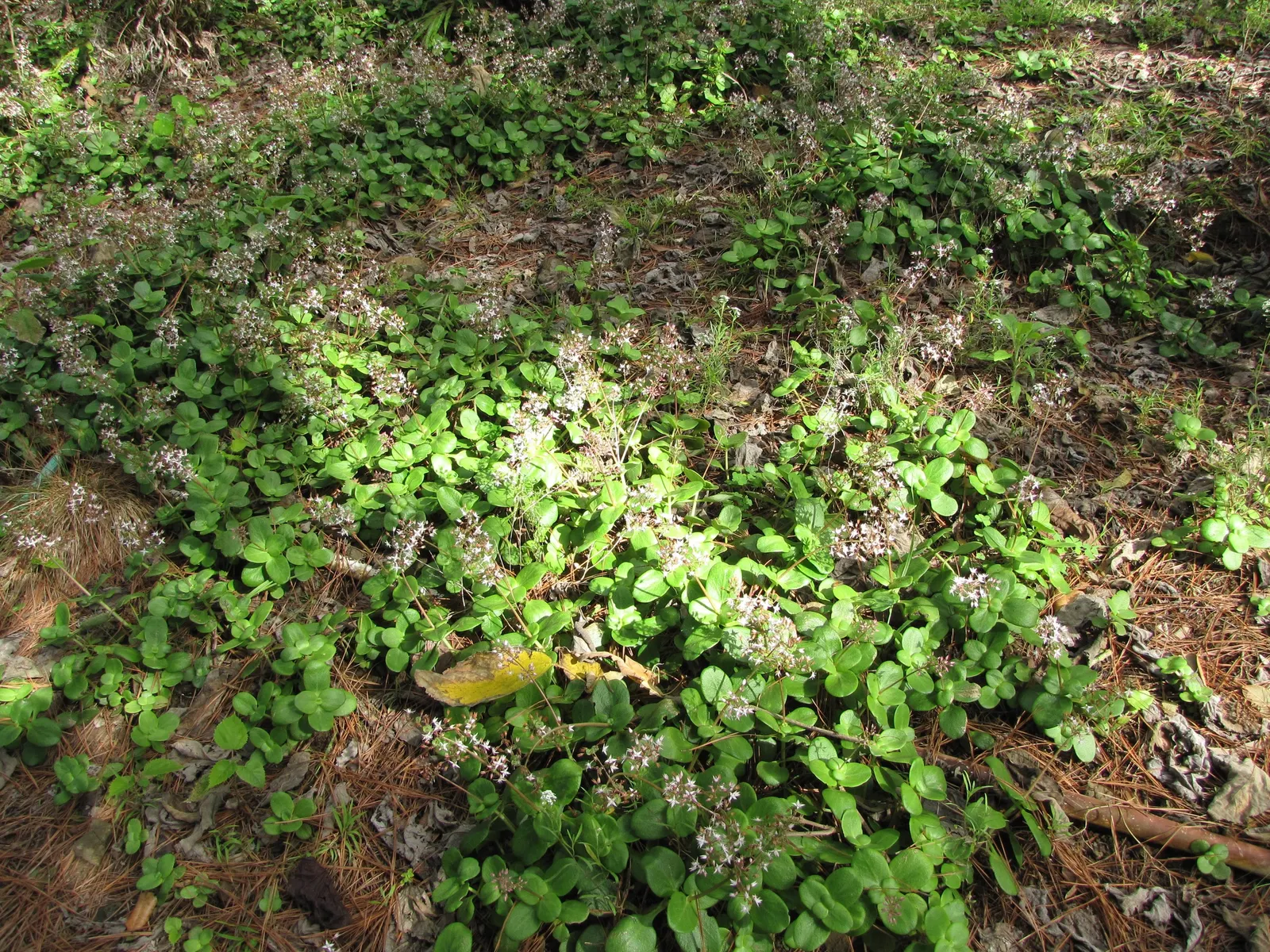 Fairy Crassula (Crassula Multicava) — scientifically known as Crassula multicava