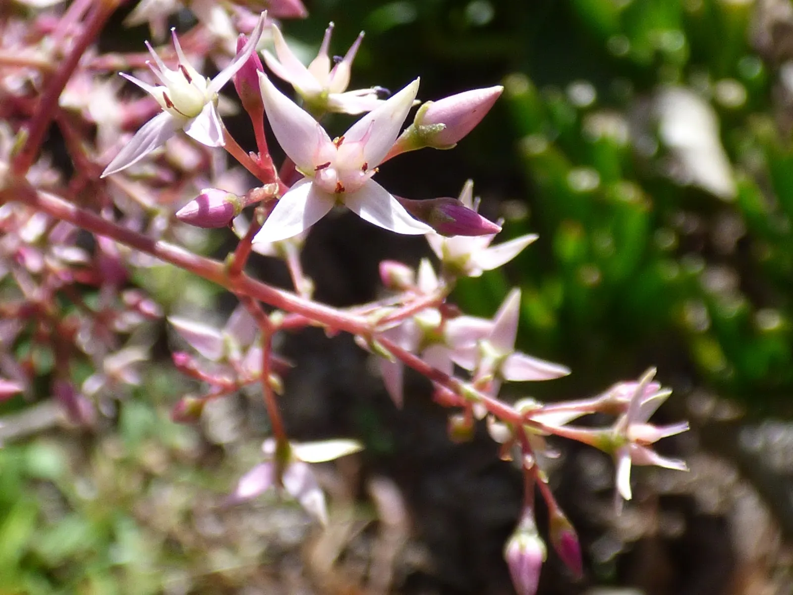 Fairy Crassula (Crassula Multicava) — <br><br>Whether used as a border