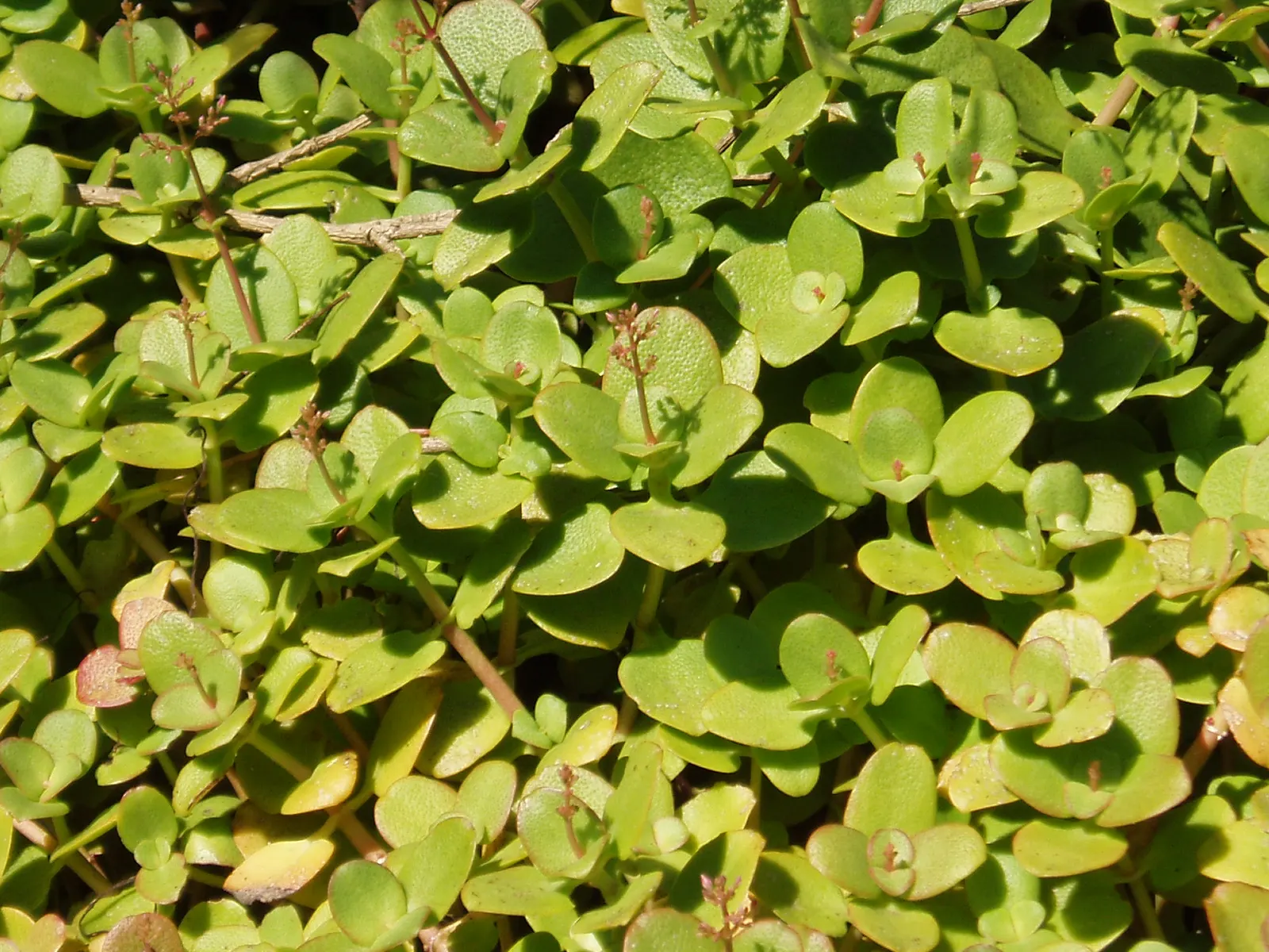 Fairy Crassula (Crassula Multicava) — <br><br>Crassula multicava typically reaches a height of 6 to 12 inches, with a spread of up to 36 inches; including
