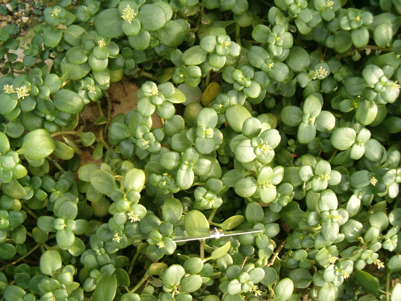 Fairy Crassula (Crassula Multicava) — star-shaped flowers bloom in clusters above the foliage in winter to early spring; ground cover / succulent with pink