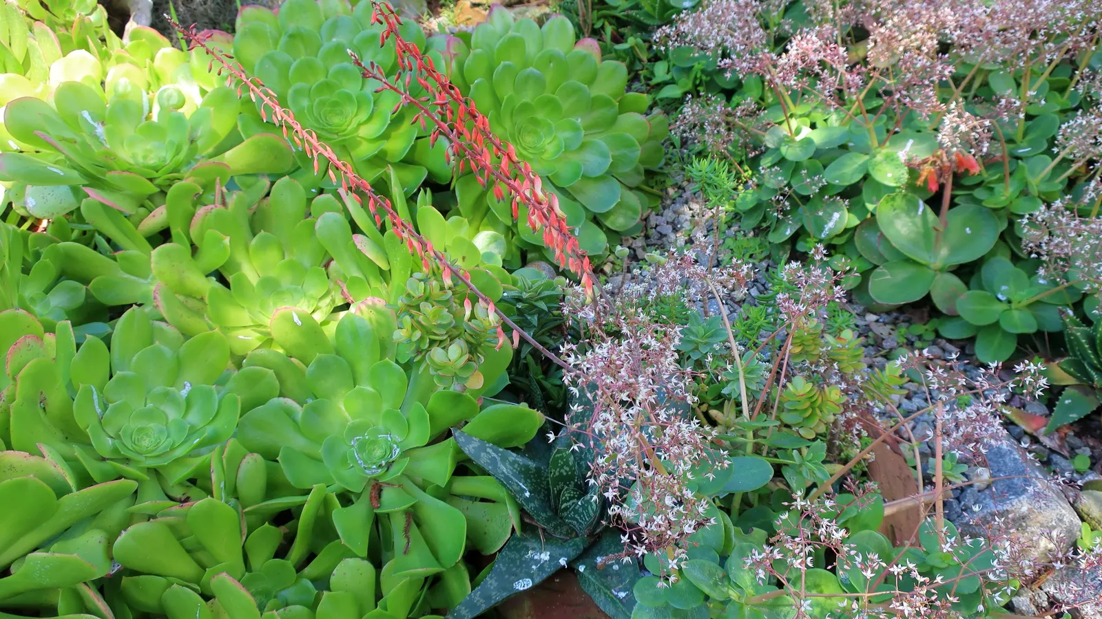 Fairy Crassula (Crassula Multicava) — the Emerald Jade Carpet prefers partial to full sun exposure; ground cover / succulent for half
