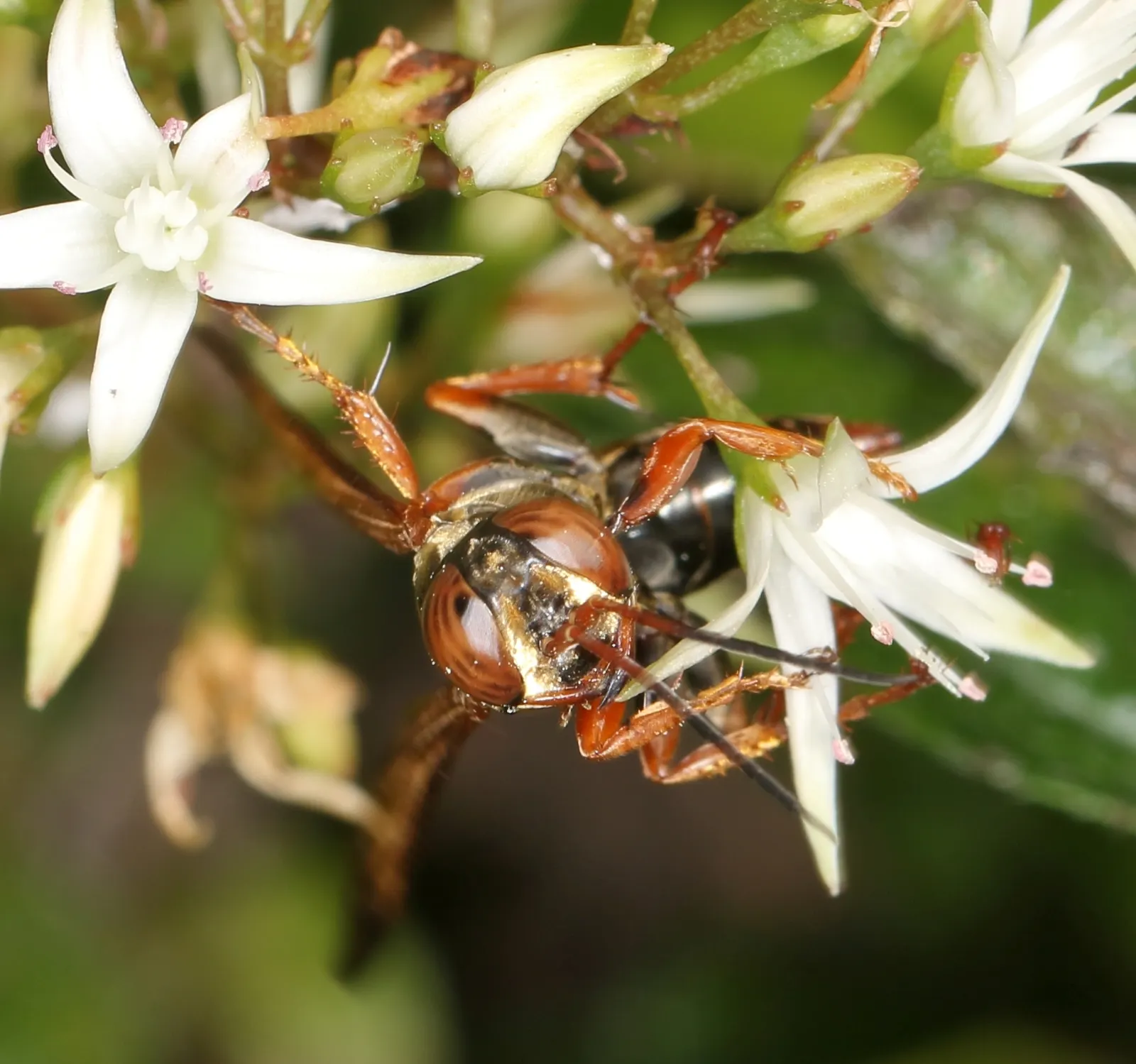 Fairy Crassula (Crassula Multicava) — it is highly tolerant of various conditions