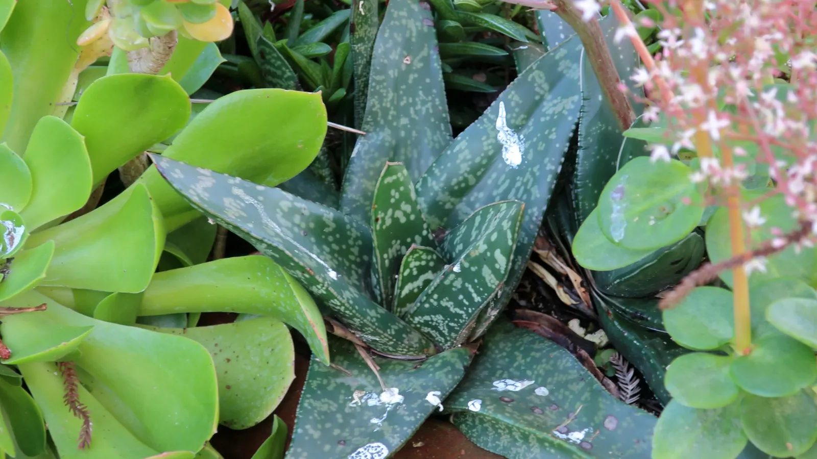 Fairy Crassula (Crassula Multicava) — With a height of 6 to 12 inches and a spread of 24 to 30 inches, its thick, flat leaves create a dense mat