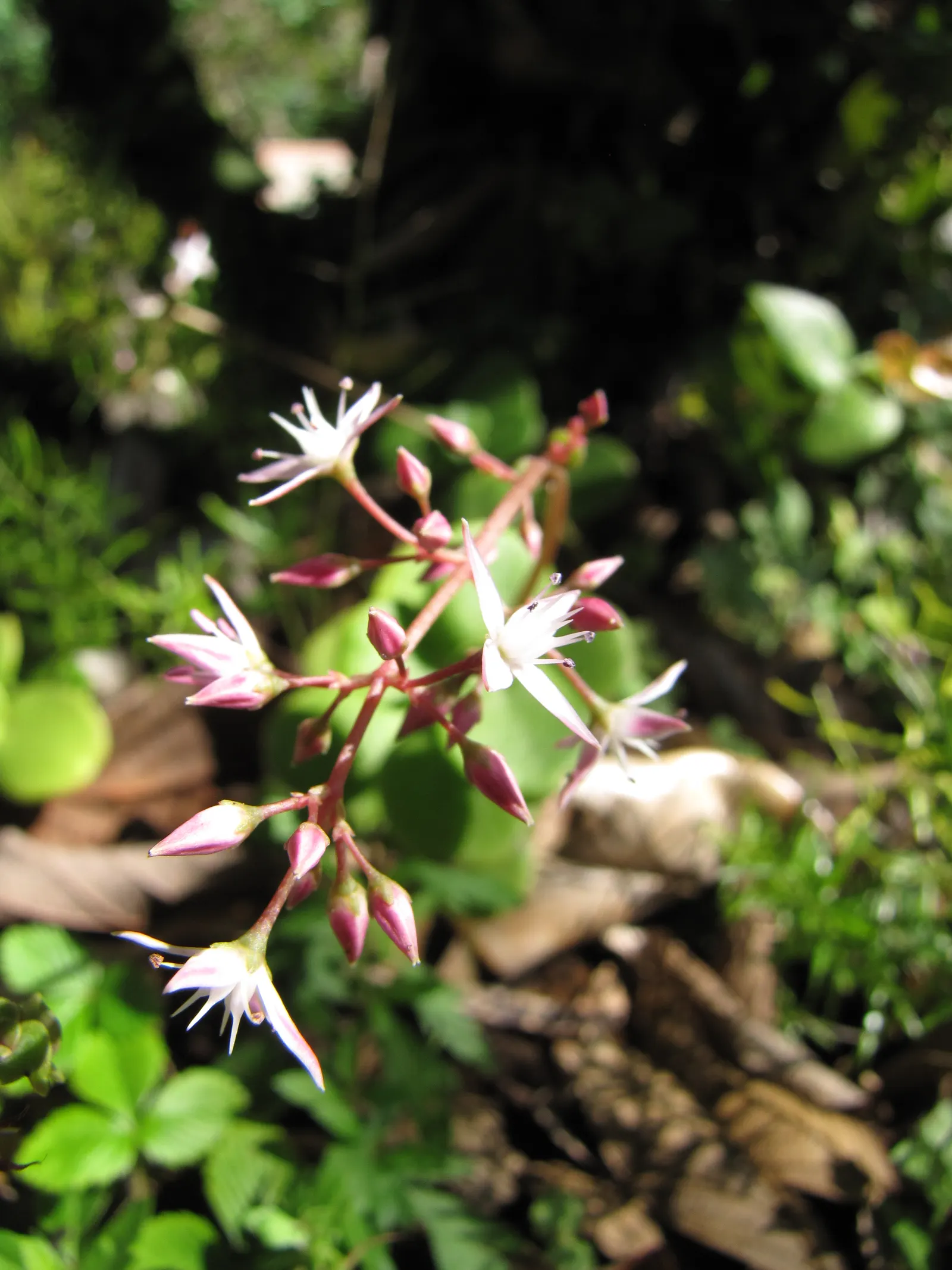 Fairy Crassula (Crassula Multicava) — low-maintenance ground cover