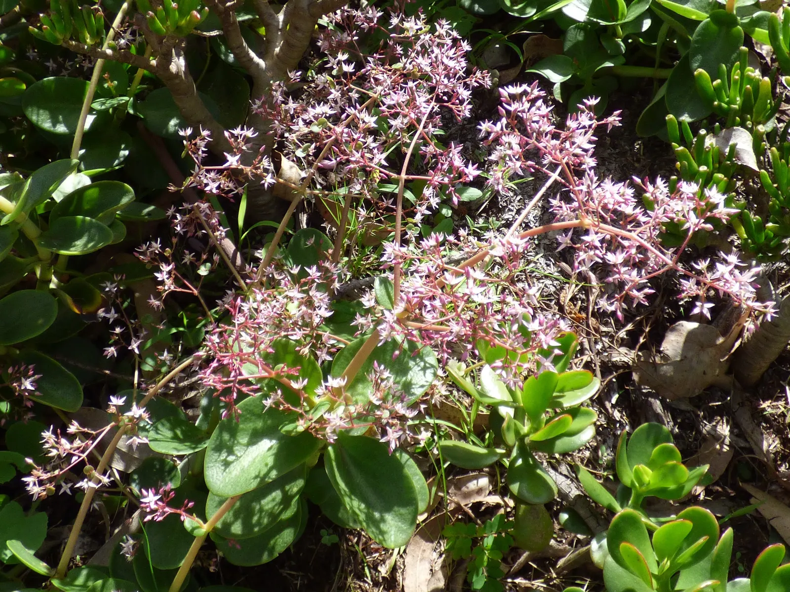 Fairy Crassula (Crassula Multicava) — verdant appearance in any landscape