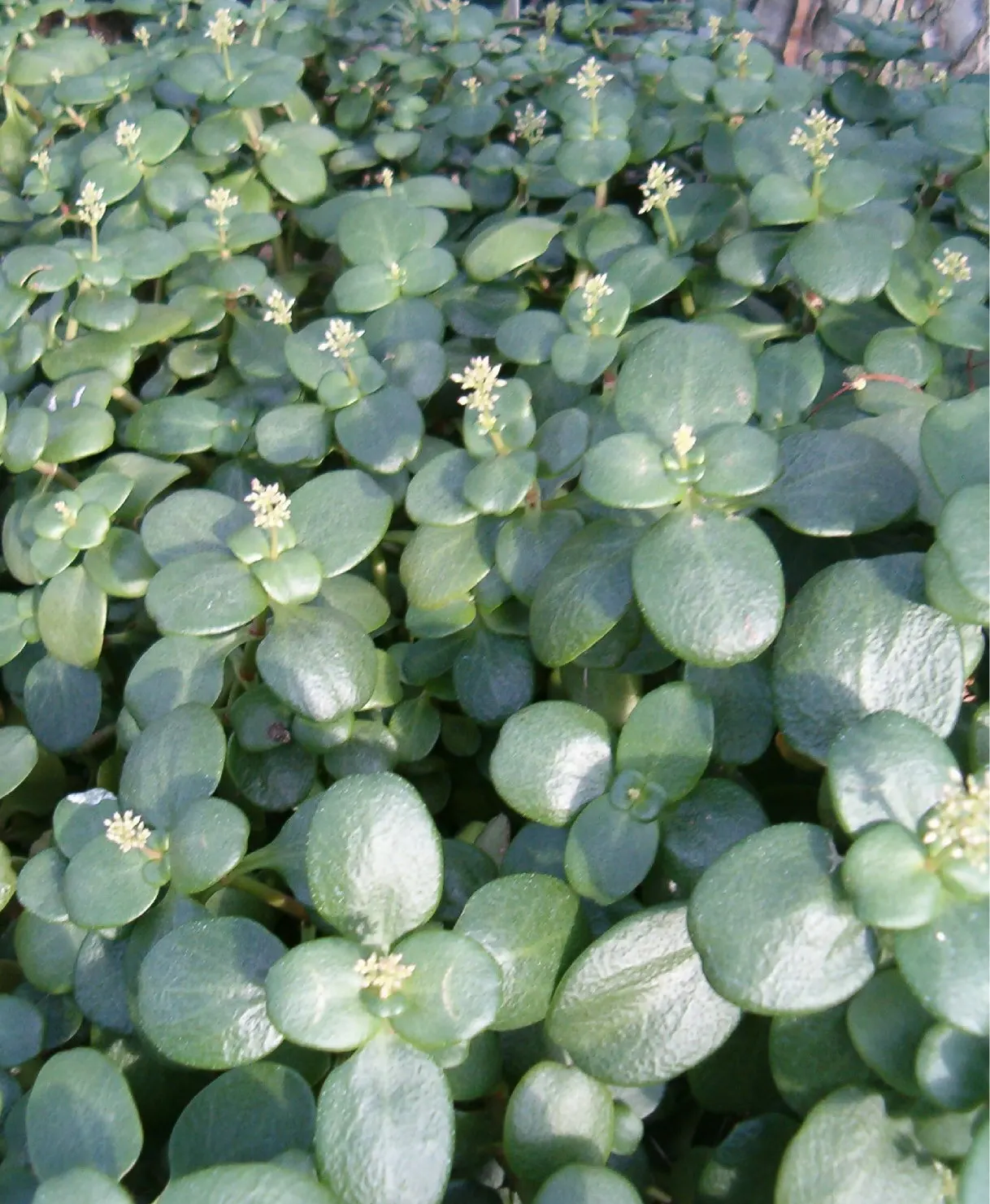 Fairy Crassula (Crassula Multicava) — verdant appearance in any landscape; is an evergreen succulent offering a lush