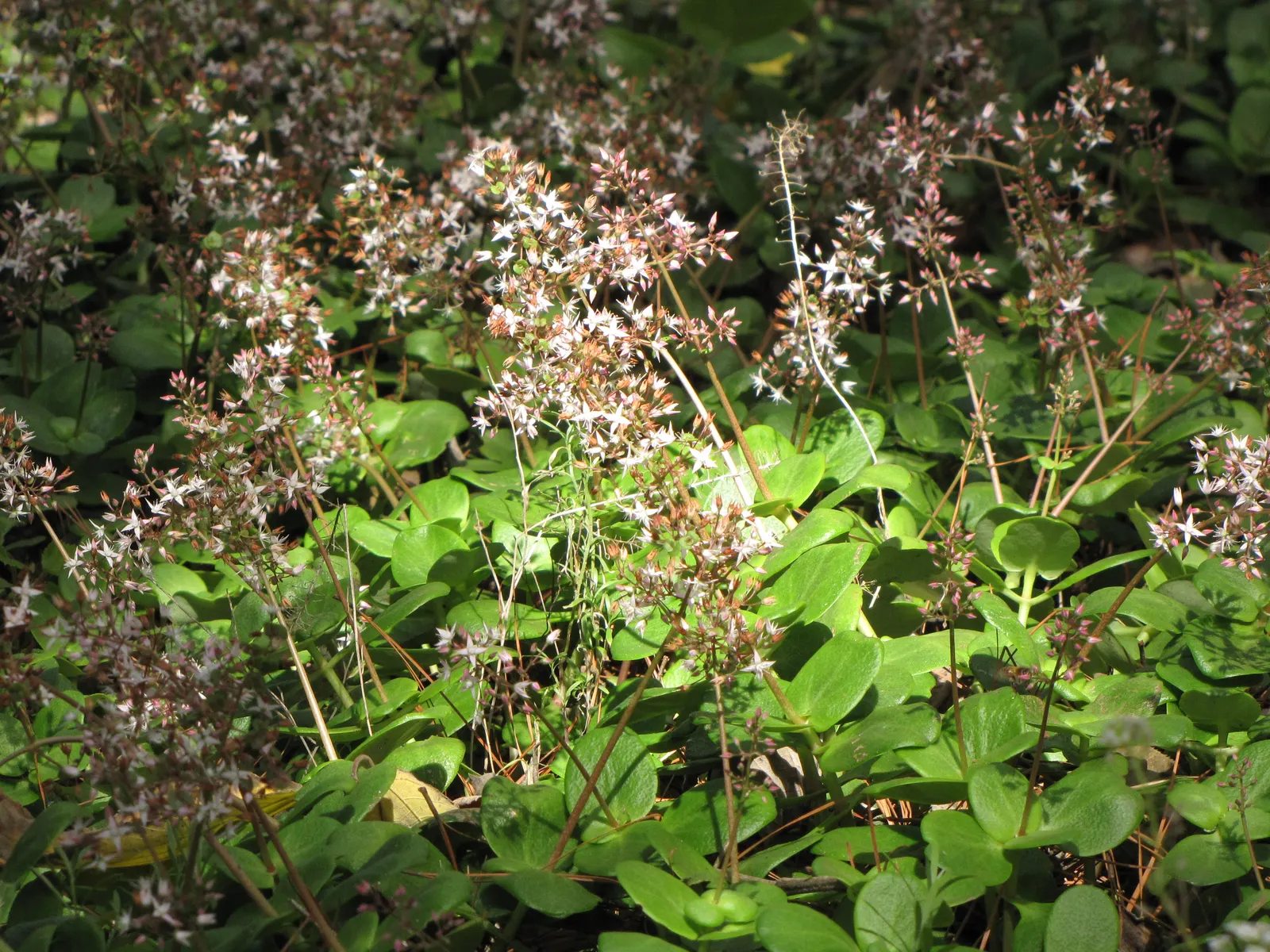 Fairy Crassula (Crassula Multicava) — While it thrives in well-drained soil; <br><br>Crassula multicava typically reaches a height of 6 to 12 inches, with a